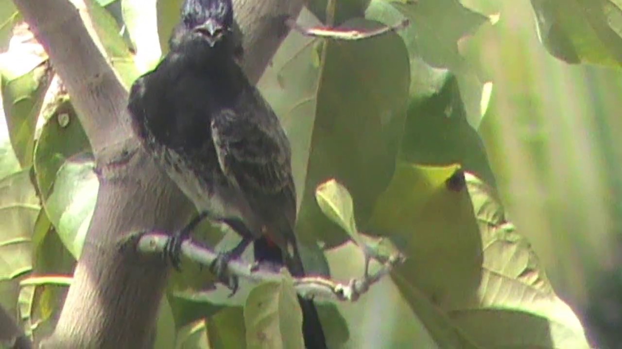 বুলবুলি - world beautiful birds top 10 - Red-vented bulbul - বুলবুলি - বুলবুলি নীরব নার্গিস বনে