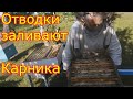 Отводки Карника в июле. Расширение отводков и медовиков