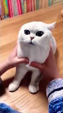 video kucing lucu 😍😍😍 -part 4