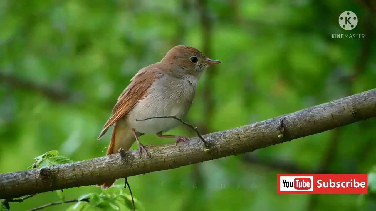 SUARA MERDU SIKATAN LONDO!!COCOK UNTUK MASTERAN