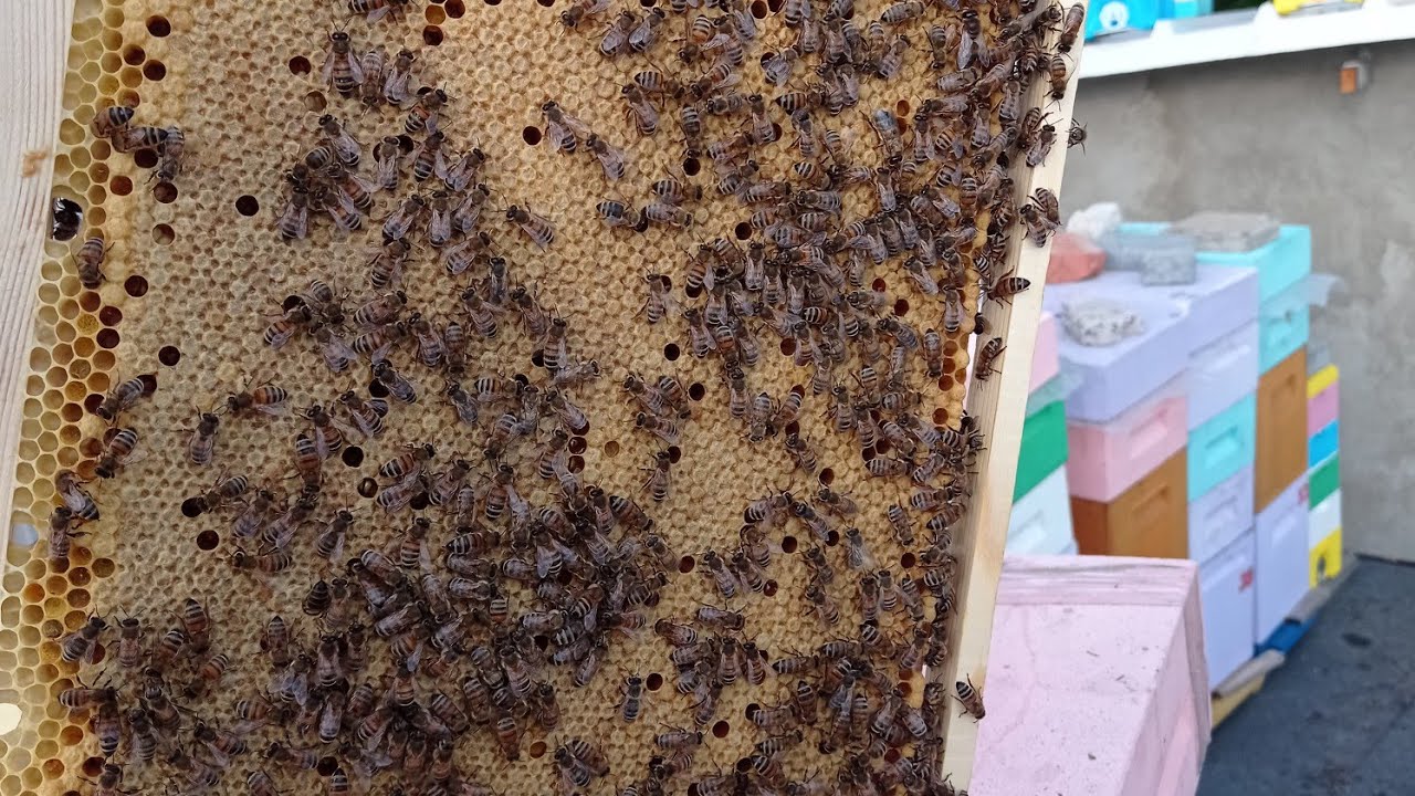 267. Шести рамочник.Однорамочные Отводки.