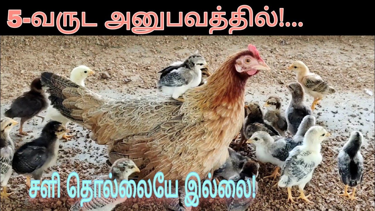 மழை மற்றும் பனி காலத்தில் கோழிகள் மற்றும் குஞ்சுகளை எப்படி காப்பாற்றலாம்?