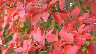ドウダンツツジの紅葉学名 Enkianthus Perulatus