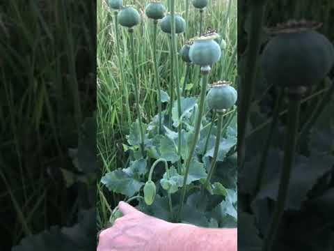 6. Seed dispersal