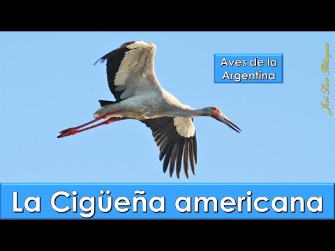 Cigüeña americana, Maguari Stork, (Ciconia maguari), Aves de la Argentina