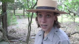 Cumberland Island II Part 1