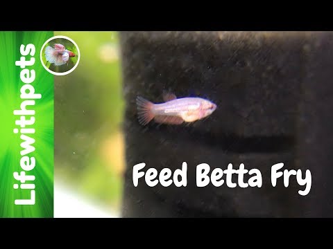 betta fry food for sale