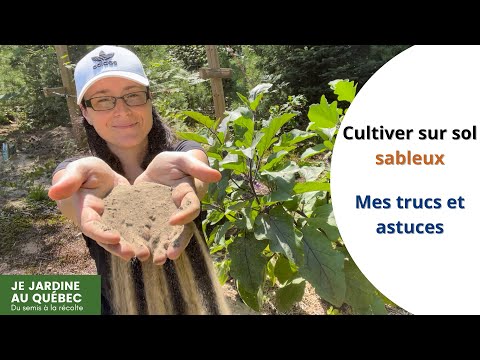 Vidéo: Cultures de sol sablonneux : quelles sont les bonnes plantes qui poussent dans le sable ?