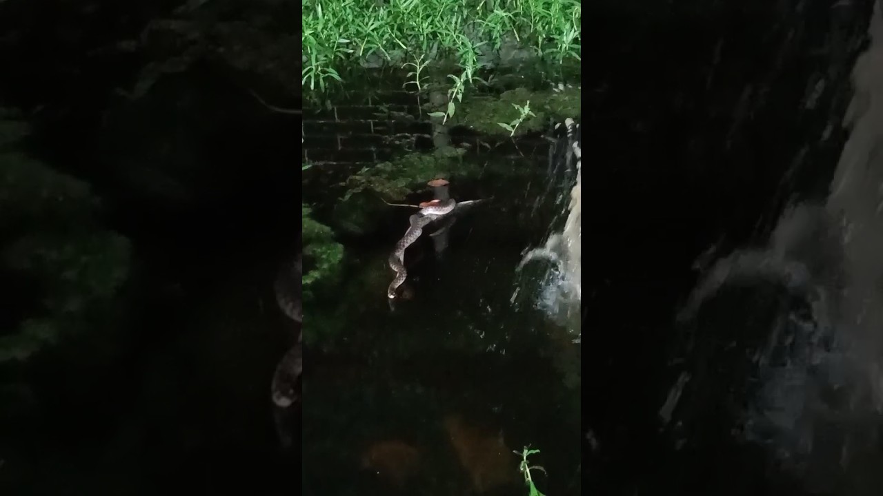 snake attack video🐉viper attack.. 