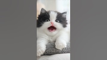Thumbnail of i didn’t ask to cry over a kitten 😭 #cute #cat #kitten #catlovers #lipsync