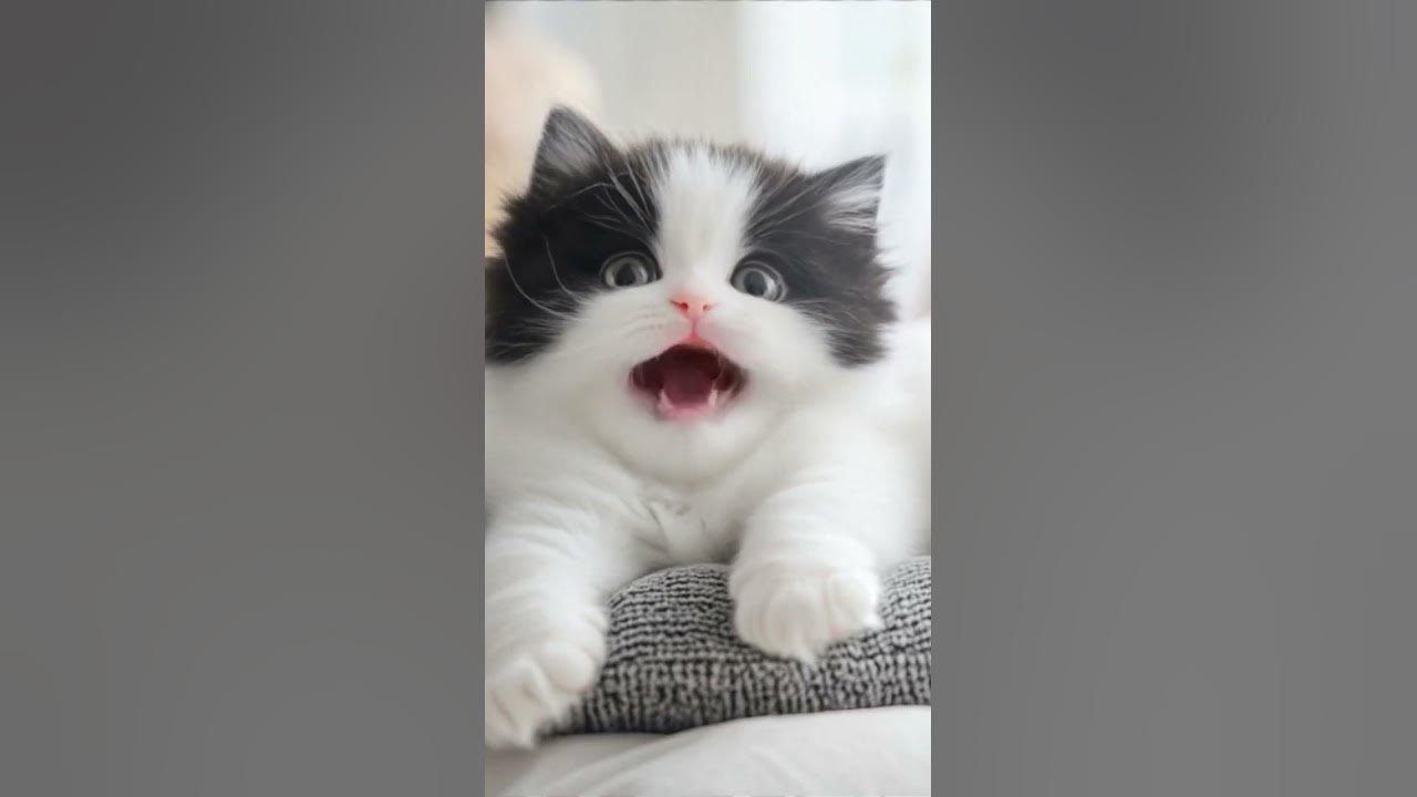 i didn’t ask to cry over a kitten 😭 #cute #cat #kitten #catlovers #lipsync