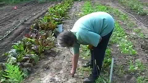 Cultivating Change: The City Farming Project Part 1