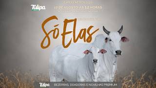 LOTE 03   TUL 6138