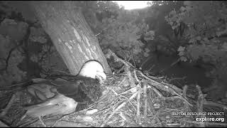 Decorah Eagles 6-23-22, 5 am Beautiful views of the N1 pair