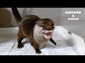 夜中にトイレ行って寝ぼけて泳ぎだすカワウソコタロー　Otter Goes to the Toilet at Night and Starts Sleep-Swimming