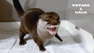 夜中にトイレ行って寝ぼけて泳ぎだすカワウソコタロー　Otter Goes to the Toilet at Night and Starts Sleep-Swimming