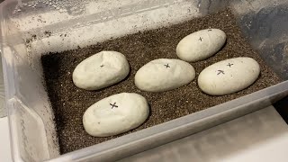 First ball python egg cutting!!!!
