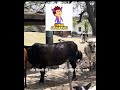 Isse jaida dukh ki baat or kia ho skti h