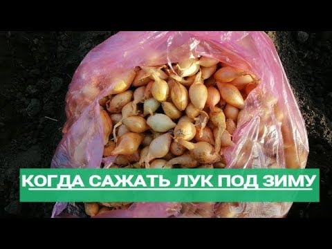 &#55357;&#56659;❓КОГДА САЖАТЬ ЛУК ПОД ЗИМУ//Как определить срок посадки