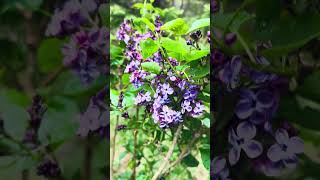 ASMR: Spring rain on blooming Pocahontas lilac 🌧️💜🪻