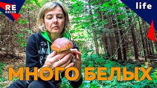 Много Белых Грибов.  Поход в Карпаты 08 09 21г.