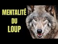 La mentalit  inspirante du loup  lattitude du loup solitaire  mindset  de motivation