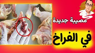 الفراخ - الكبدة الثانية في الدجاج سامة ومسرطنة - اللون الازرق في الدجاج - دجاج ساسو والدجاج الهجين