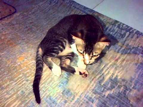  Kucing  Buas  Pemakan Tangan Manusia YouTube