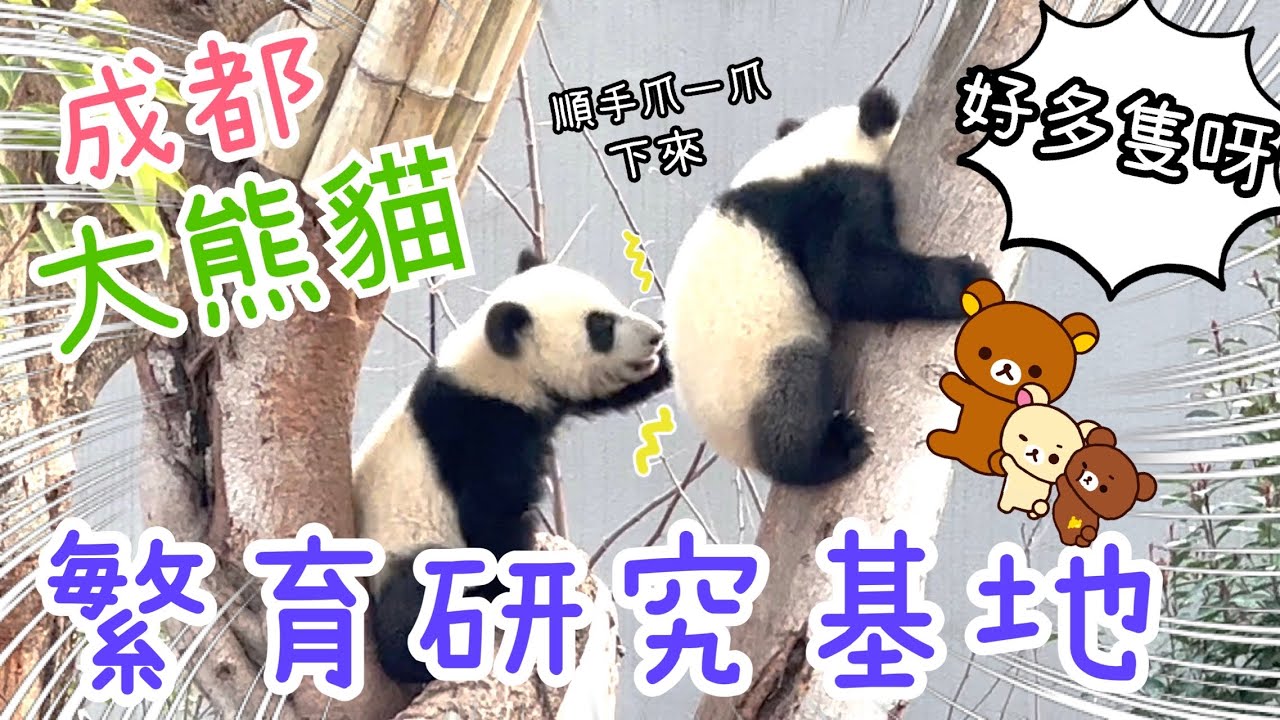 成都大熊貓繁育研究基地🐼巴國布衣包廂川菜變臉表演🐟🥢成都百悅希爾頓酒店Room Tour😃15-2-2026