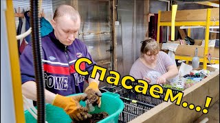 Сезон рассады | Спасаем растения | Куча неожиданной работы