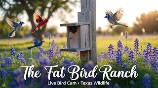 The Fat Bird Ranch is Open for Business
