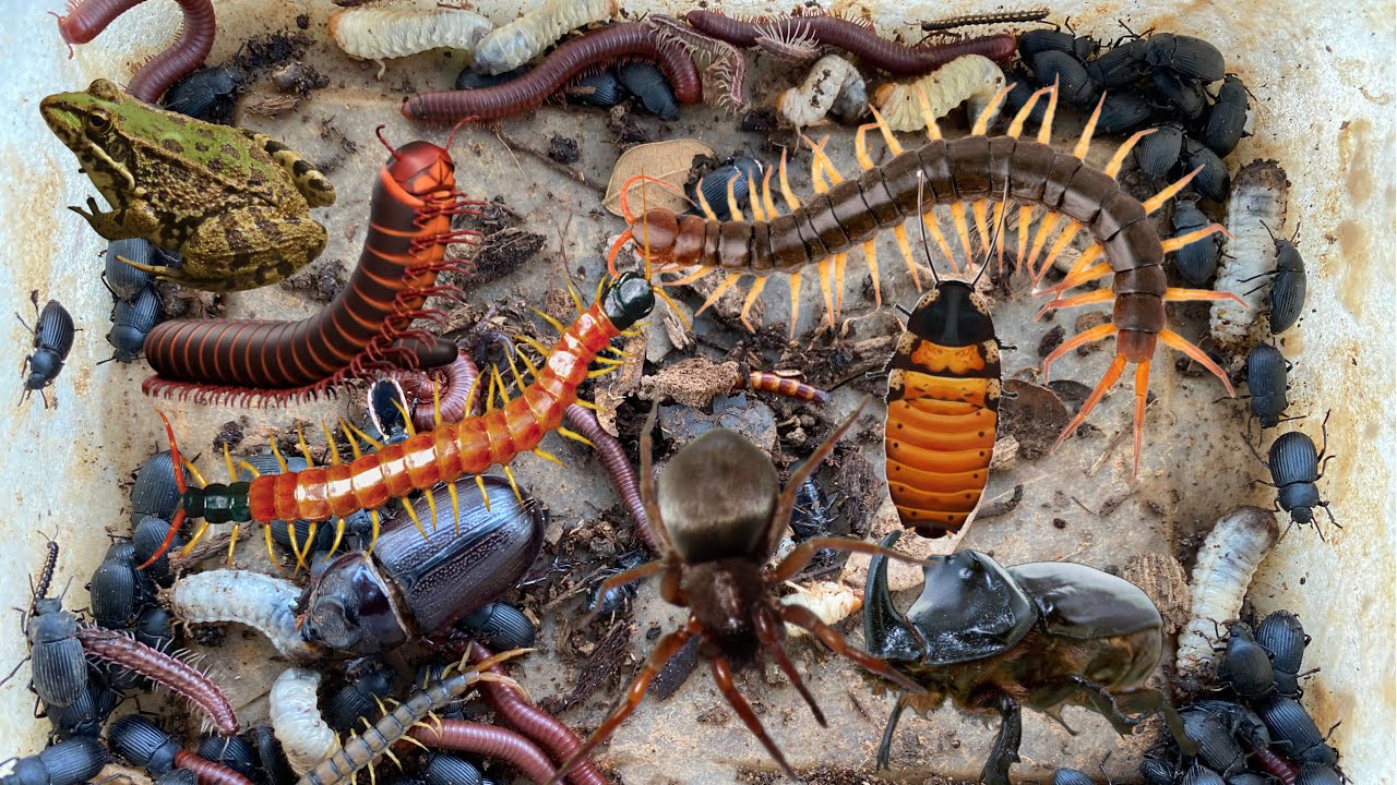 WOO Omg Today Catching INSECTS,Rhino Beetle,Bugs,Venomous Centipedes ...