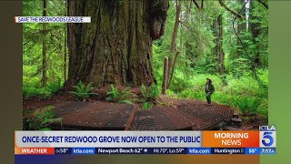 Oncesecret California redwood grove now open to the public