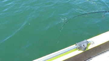 Leech Lake Walleyes are on Fire