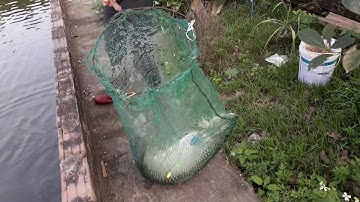 KHỎI ĐỘNG MÙA CÁ TRẮM CỎ[Đồ Câu Hải Đăng ]