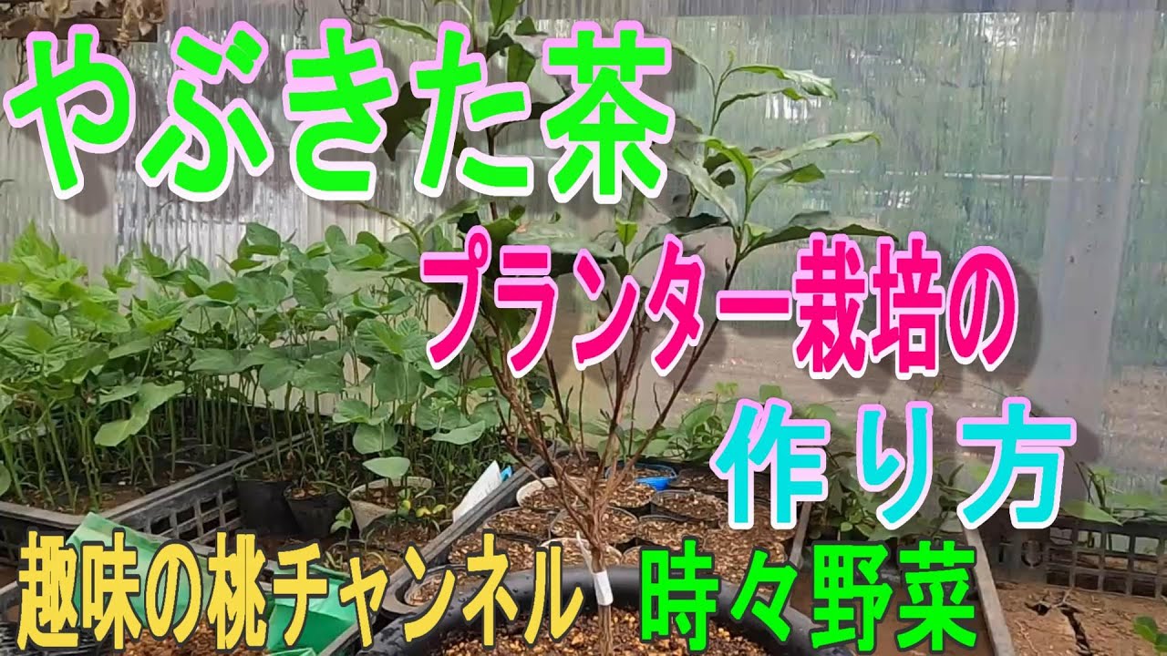 やぶきた茶】 プランター栽培の 作り方 22/6/16 - YouTube