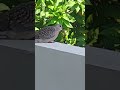 Winged Serenade: A Graceful Visitor on My Balcony #nature #shortvideo #birds