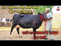 30000 से 70000 तक दाम वाली 7 गाय बिकाऊ। 30 to 70000 price. 7 cows for sale.