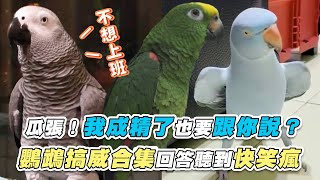 【瓜張我成精了也要跟你說 鸚鵡搞威合集回答聽到快笑瘋】  @bigheadmico  @kiwi520matcha  FB / 童翊華 / Sara Fish / 黃信憲