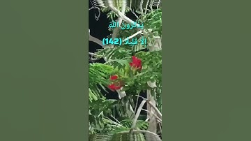 #قران_كريم #قرآن #قرآن_كريم #سورة_النساء :  إِنَّ الْمُنَافِقِينَ يُخَادِعُونَ اللَّهَ