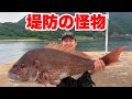 堤防から記録級の特大マダイを釣り上げた！
