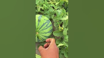 #creator  Support Program #Delicious Taste #Original Video #Crispy, Sweet and Juicy #Differ   #6d857