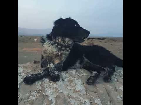 khorasani breed dog in iran #dog #dogs #iran #animals #animal #mastiff