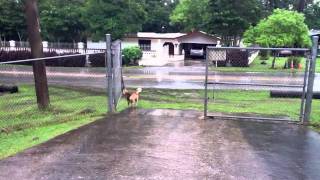 Dog gate closer.