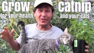 John from http://www.growingyourgreens.com/ introduces his cat to a
fresh catnip plant for the first time. in this episode, will share
benefits of g...
