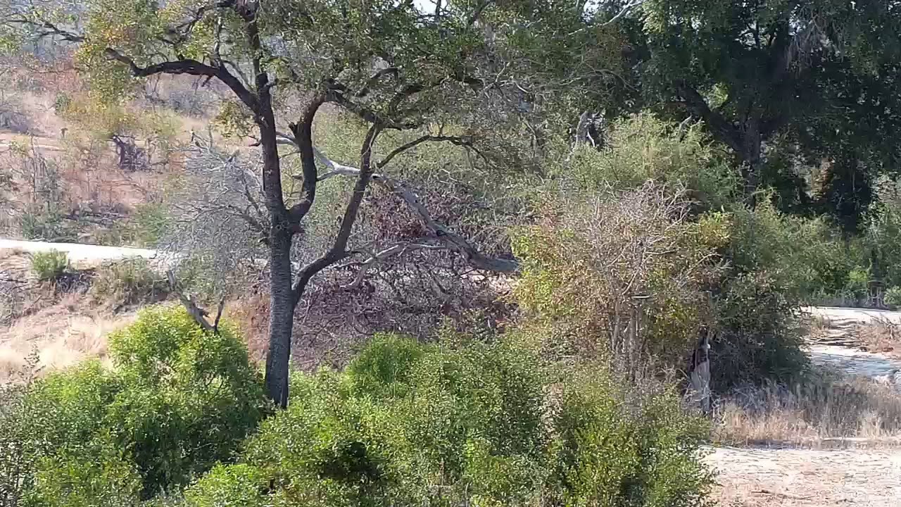 camera iphone 8 plus apk Djuma: Leopard-Hosana male comes out from back side of dam wall - 09:58 - 06/18/19