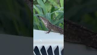 Good Morning Like and Subscribe #lizard #music #nature #goodmorning #reptilelife #lizards