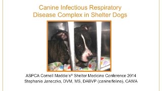 Canine Infectious Respiratory Disease Complex in Shelter Dogs  conference recording
