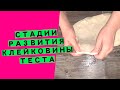 Развитие клейковины 🧪 теста: приемы работы с пшеничным хлебом [ДЛЯ ЧЕГО НУЖНО УКРЕПЛЯТЬ КЛЕЙКОВИНУ]