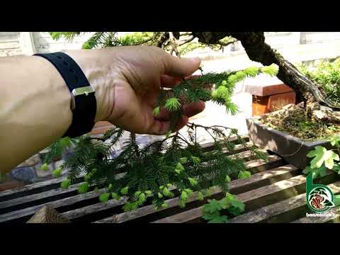 Video: Bonsai Di Abete Rosso: Formazioni Di Bonsai Di Abete Rosso Blu E Comune. Come Realizzare Bonsai Dall'abete Rosso Canadese Glayka Konik? Come Coltivare I Bonsai In Vaso O In Giardin